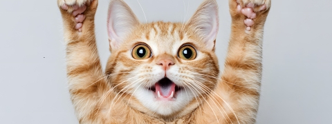 Bis zu 40% Rabatt auf Kratzbäume